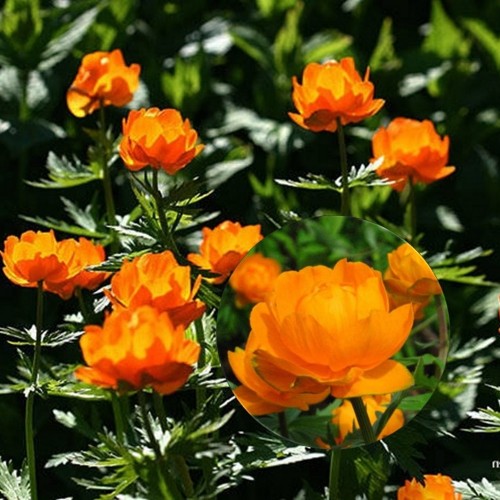 Trollius 'Orange Princess' - Kullerkupp 'Orange Princess'